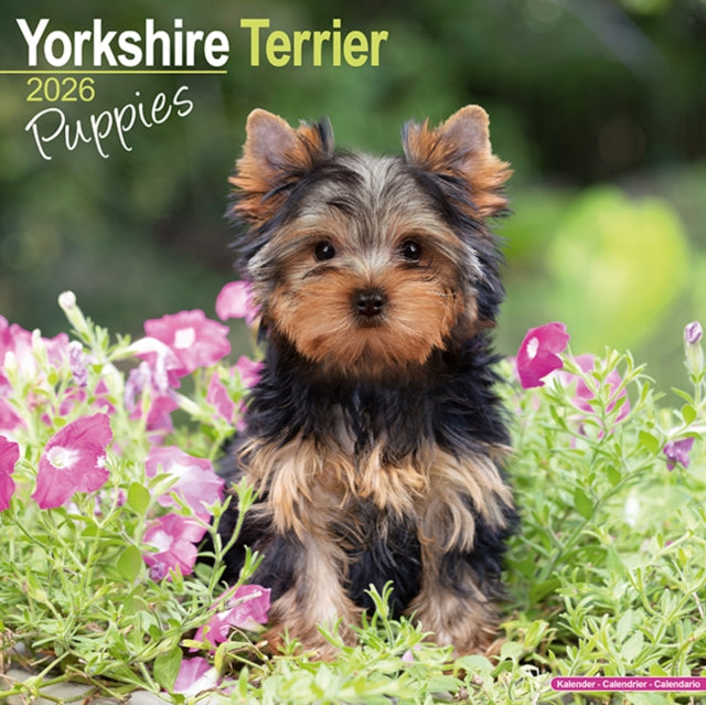 Book cover of: Yorkshire Terrier Puppies Calendar 2026  Square Dog Puppy Breed Wall Calendar - 16 Month