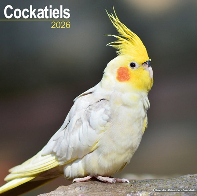 Book cover of: Cockatiels Calendar 2026  Square Bird Wall Calendar - 16 Month