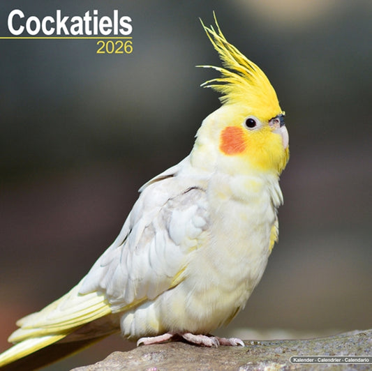 Book cover of: Cockatiels Calendar 2026  Square Bird Wall Calendar - 16 Month
