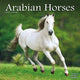 Book cover of: Arabian Horses Calendar 2026  Square Horses Wall Calendar - 16 Month