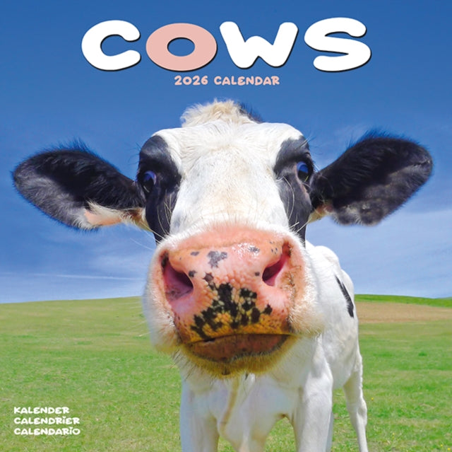 Book cover of: Cows Calendar 2026  Square Farm Animal Wall Calendar - 16 Month
