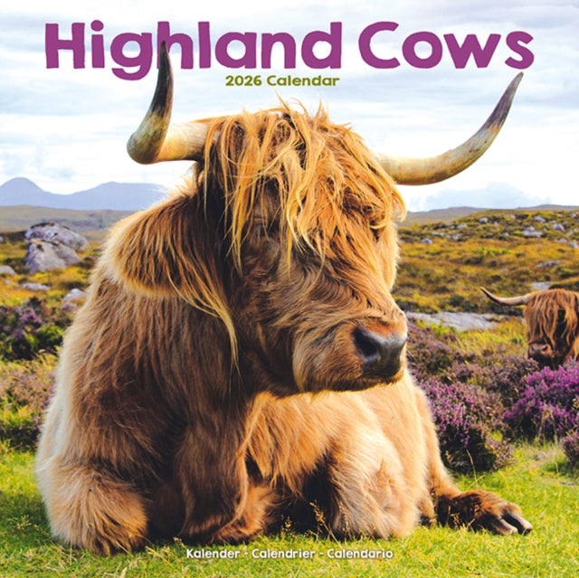 Book cover of: Highland Cows Calendar 2026  Square Animal Wall Calendar - 16 Month