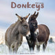 Book cover of: Donkeys Calendar 2026  Square Animal Wall Calendar - 16 Month