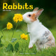 Book cover of: Rabbits   Calendar 2026  Square Animal Wall Calendar - 16 Month