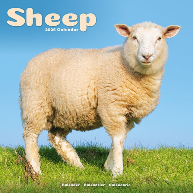 Book cover of: Sheep Calendar 2026  Square Farm Animal Wall Calendar - 16 Month