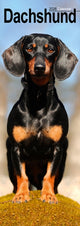 Book cover of: Dachshund Slim Calendar 2026  Dog Breed Slimline Calendar - 12 Month