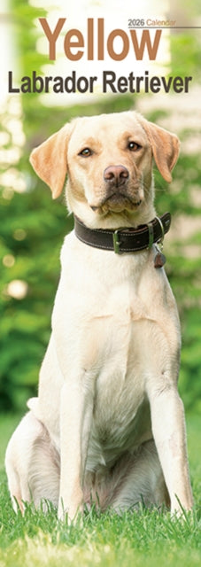 Book cover of: Yellow Labrador Retriever Slim Calendar 2026  Dog Breed Slimline Calendar - 12 Month