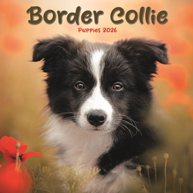 Book cover of: Border Collie Puppies Square Mini Calend