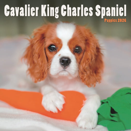 Book cover of: Cavalier King Charles Spaniel Puppies Sq