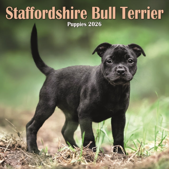 Book cover of: Staffordshire Bull Terrier Puppies Squar