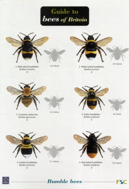Book cover of: Bees of Britain. By: Chris O'Toole
