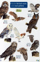 Book cover of: Guide to British Owls and Owl Pellets