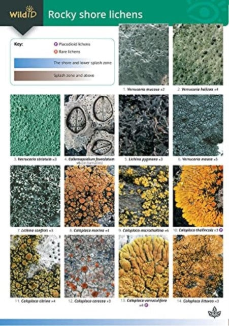 Book cover of: Guide to Rocky Shore Lichens