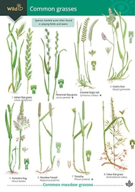 Book cover of: Guide to Common Grasses