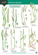 Book cover of: Guide to Common Grasses