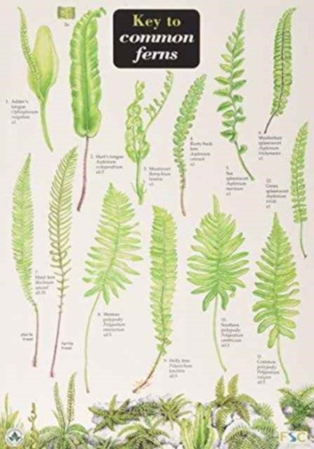 Book cover of: Key to Common Ferns