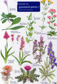 Book cover of: Guide to Grassland Plants 2. By: Anne Bebbington