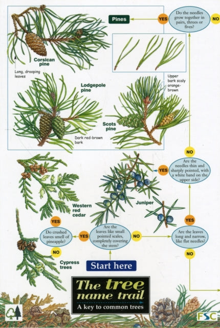 Book cover of: Tree Name Trail