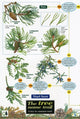Book cover of: Tree Name Trail