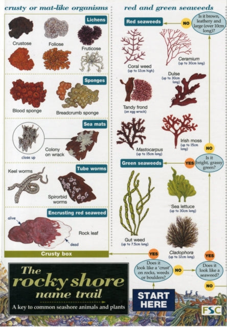 Book cover of: Rocky Shore Name Trail Chart