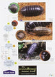 Book cover of: Woodlouse Name Trail
