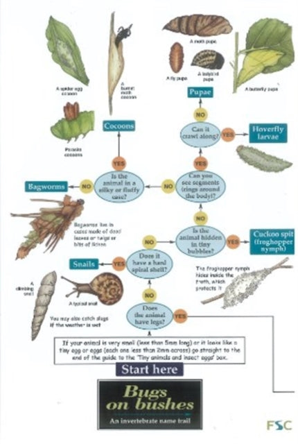Book cover of: Bugs on Bushes