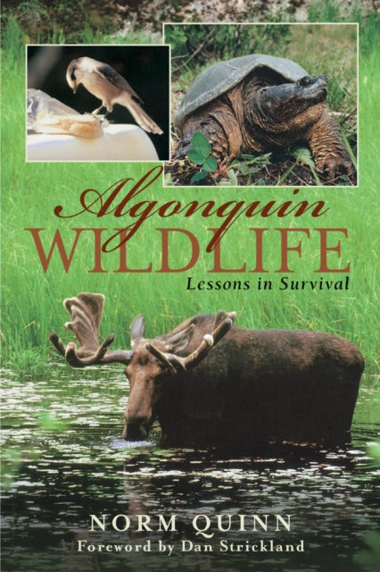 Book cover of: Algonquin Wildlife
