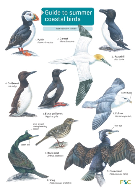 Book cover of: Guide to Summer Coastal Birds