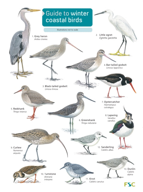 Book cover of: Guide to winter coastal birds