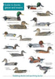 Book cover of: Ducks, Geese and Swans