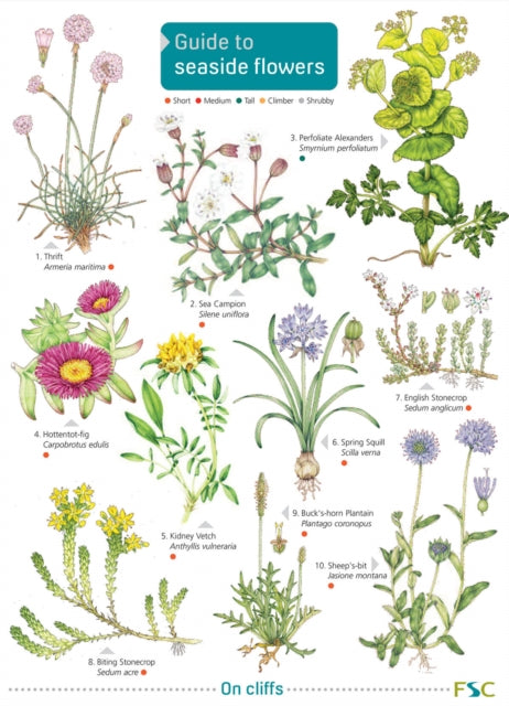 Book cover of: Seaside Flowers