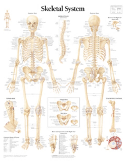 Book cover of: Skeletal System Laminated Poster. By: Scientific Publishing