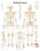 Book cover of: Skeletal System Laminated Poster. By: Scientific Publishing