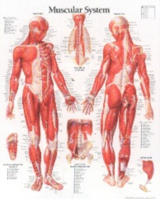 Book cover of: Muscular System with Male Figure Paper Poster. By: Scientific Publishing