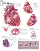 Book cover of: Heart Laminated Poster. By: Scientific Publishing
