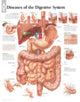 Book cover of: Diseases of the Digestive System Laminated Poster. By: Scientific Publishing