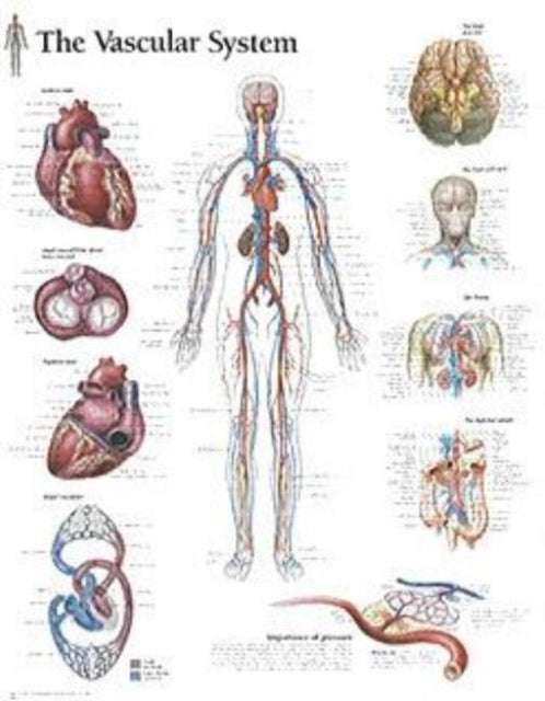 Book cover of: Vascular System Paper Poster. By: Scientific Publishing