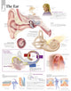 Book cover of: Ear Laminated Poster. By: Scientific Publishing