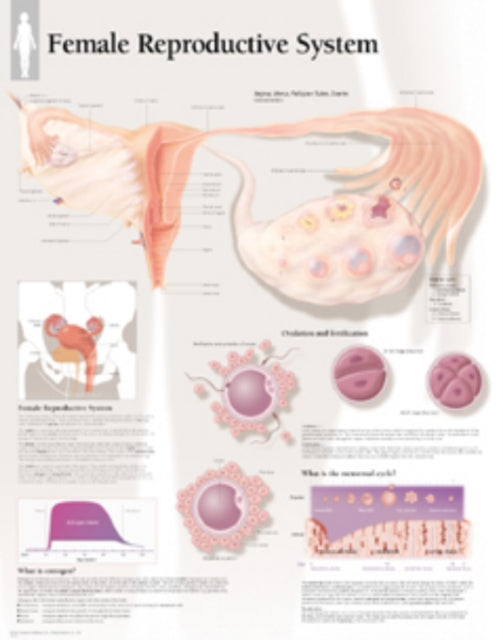 Book cover of: Female Reproductive System Laminated Poster. By: Scientific Publishing