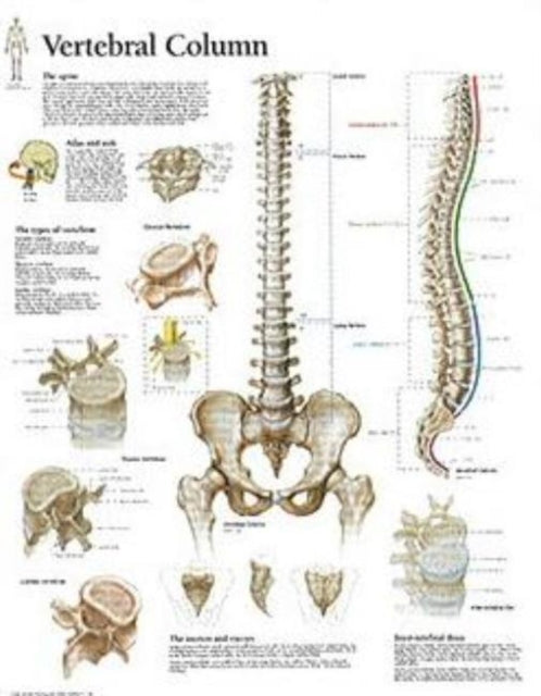 Book cover of: Vertebral Column Paper Poster