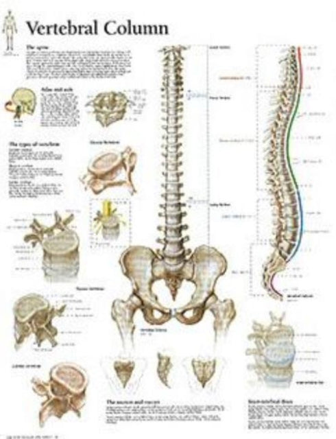 Book cover of: Vertebral Column Laminated Poster
