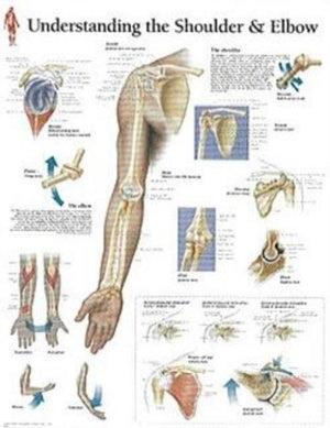Understanding the Shoulder & Elbow Paper Poster