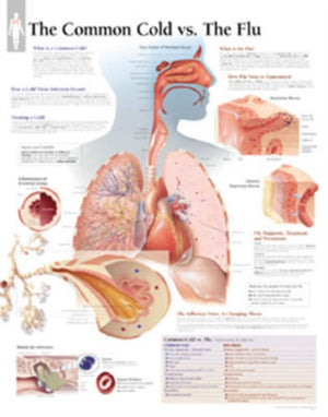 Common Cold vs the Flu Paper Poster