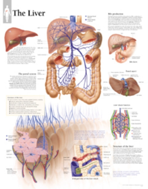 Book cover of: Liver Paper Poster
