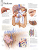 Book cover of: Liver Laminated Poster