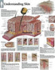 Book cover of: Understanding Skin Laminated Poster