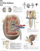 Book cover of: Kidney Laminated Poster