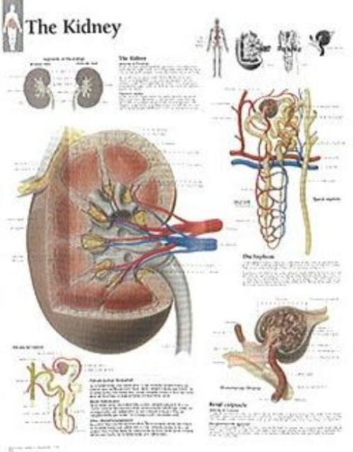Book cover of: Kidney Paper Poster
