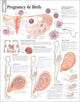 Book cover of: Pregnancy & Birth Laminated Poster. By: Scientific Publishing