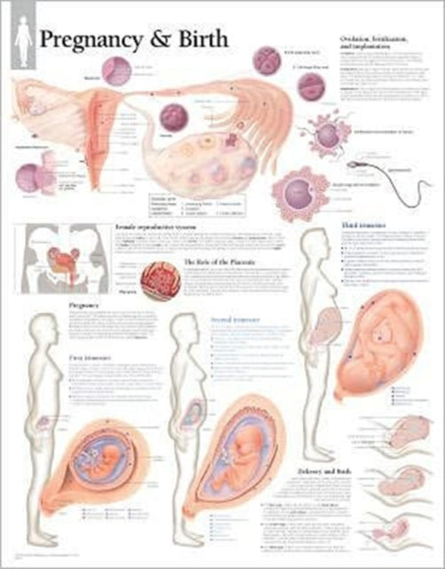 Book cover of: Pregnancy & Birth Paper Poster. By: Scientific Publishing